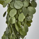 Hanging Green  Eucalyptus Leaf Bush