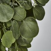 Hanging Green  Eucalyptus Leaf Bush