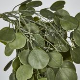 Hanging Green  Eucalyptus Leaf Bush