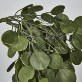 Hanging Green  Eucalyptus Leaf Bush