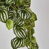 Green White Watermelon Peperomia Hanging Bush x 12 108 Leaves