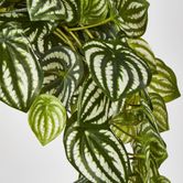 Green White Watermelon Peperomia Hanging Bush x 12 108 Leaves