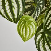 Green White Watermelon Peperomia Hanging Bush x 12 108 Leaves