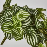 Green White Watermelon Peperomia Hanging Bush x 12 108 Leaves