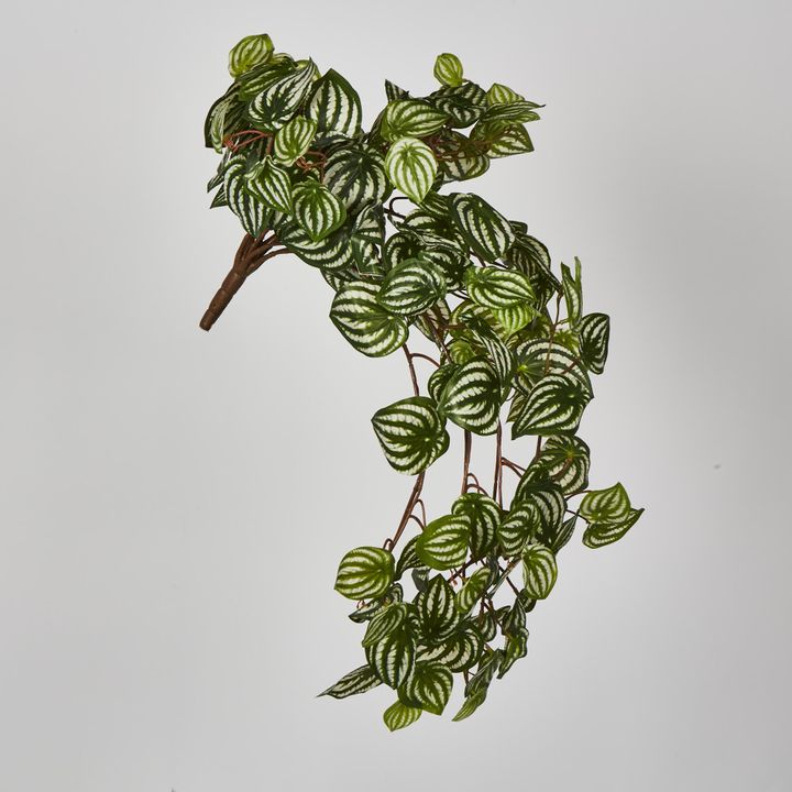 Green White Watermelon Peperomia Hanging Bush x 15 137 Leaves