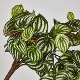 Green White Watermelon Peperomia Hanging Bush x 15 137 Leaves