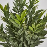 Green Ruscus Bush x9