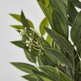 Green Ruscus Bush x9