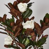 166cm Magnolia Tree With White Flowers