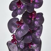 Dark Deep Purple Phalaenopsis Orchid