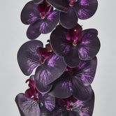 Dark Deep Purple Phalaenopsis Orchid