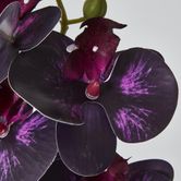 Dark Deep Purple Phalaenopsis Orchid