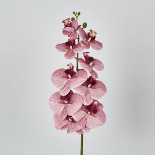 Dusty Pink Phalaenopsis Orchid