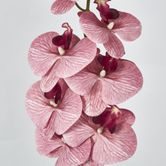 Dusty Pink Phalaenopsis Orchid