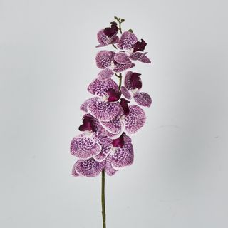 Purple Phalaenopsis Orchid