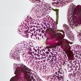 Purple Phalaenopsis Orchid