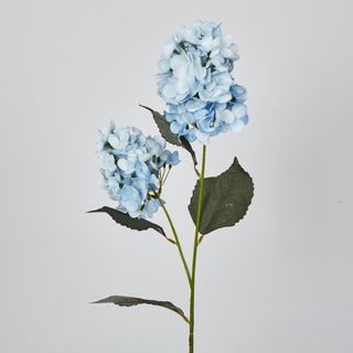 Light Blue Cone Hydrangea