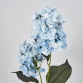 Light Blue Cone Hydrangea