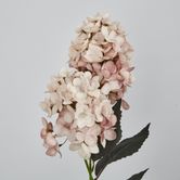 Light Pink Cone Hydrangea x 2