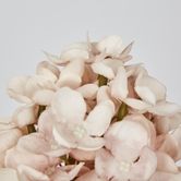 Light Pink Cone Hydrangea x 2