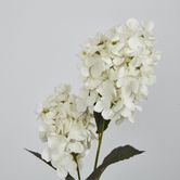 White Cone Hydrangea x 2