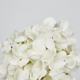 White Cone Hydrangea x 2