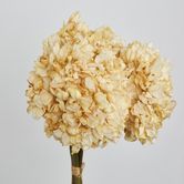 Dried Cream Hydrangea x 3 Bundle