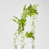 Wisteria Branch White