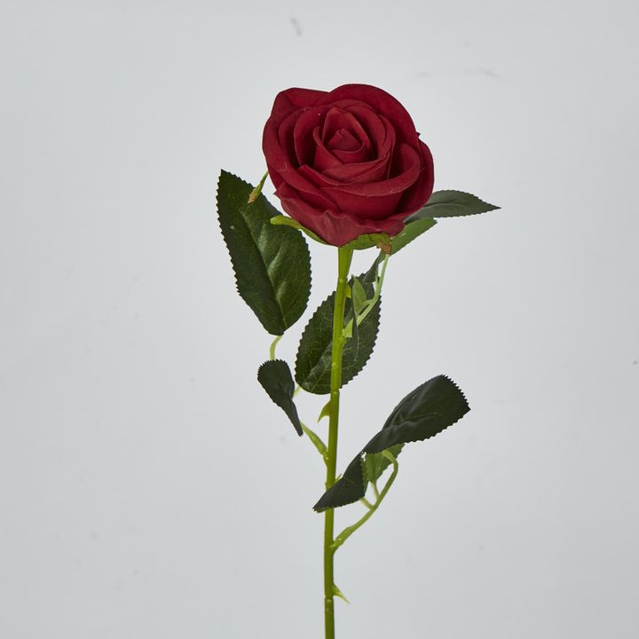 Red Rose Stem