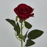 Red Rose Stem