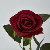 Red Rose Stem