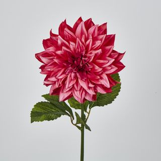 Dahlia Hot Pink