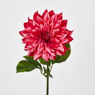 Dahlia Hot Pink