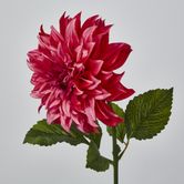 Dahlia Hot Pink