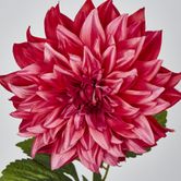 Dahlia Hot Pink