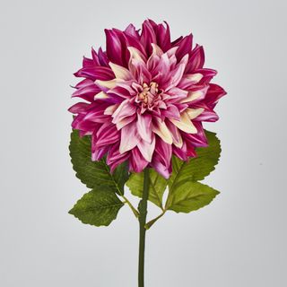 Magenta Pink Dahlia