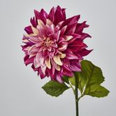 Magenta Pink Dahlia