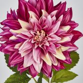 Magenta Pink Dahlia