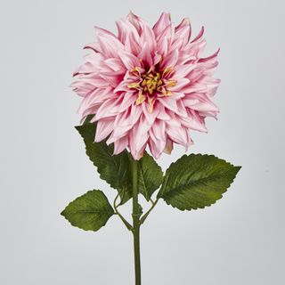 Pink Dahlia