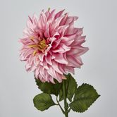 Pink Dahlia