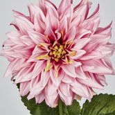 Pink Dahlia