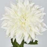 White Dahlia