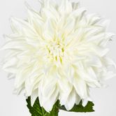 White Dahlia