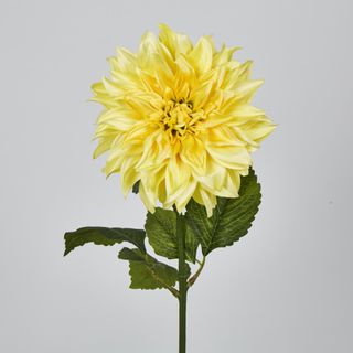 Yellow Dahlia