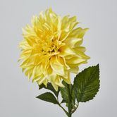 Yellow Dahlia