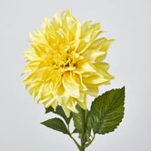 Yellow Dahlia