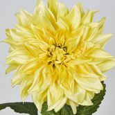 Yellow Dahlia