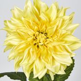 Yellow Dahlia