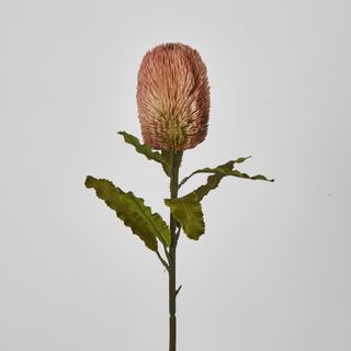 Red Brown Banksia Stem