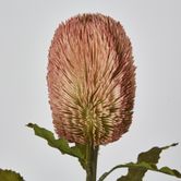 Red Brown Banksia Stem